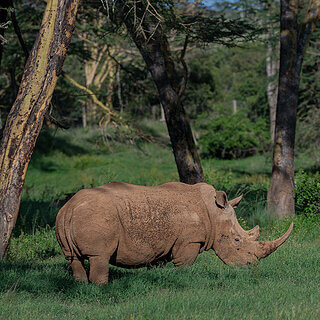 Solio - Southern white rhino